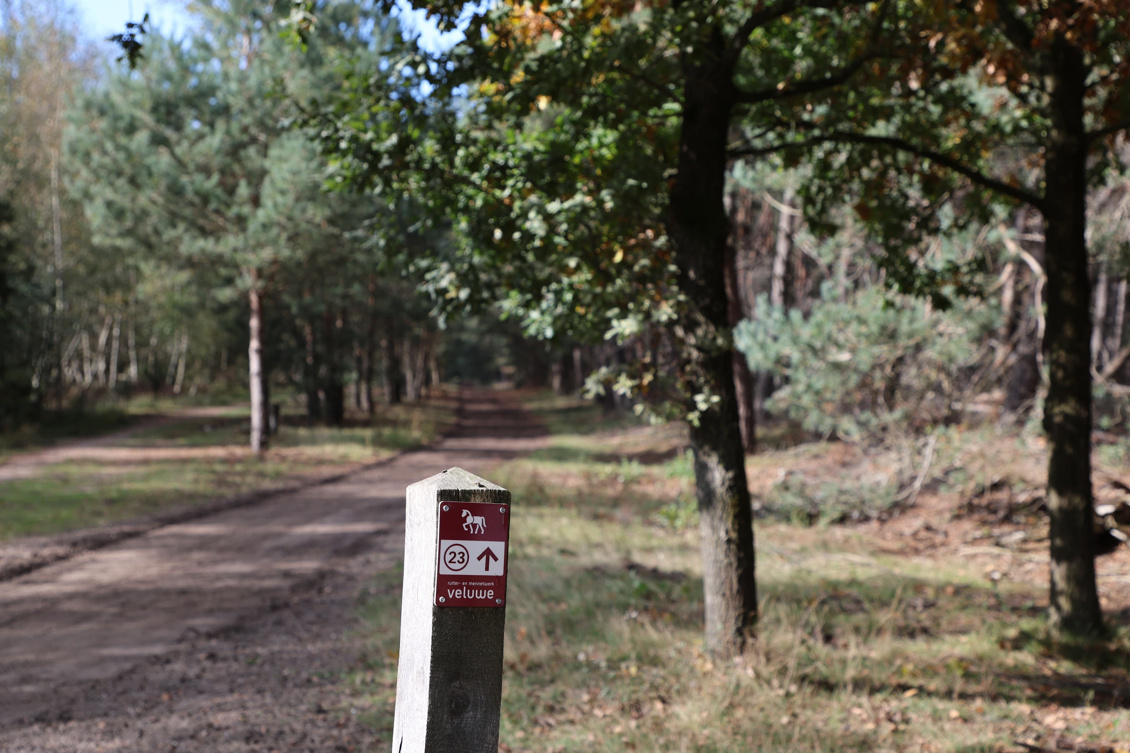 Ruiter op de Veluwe